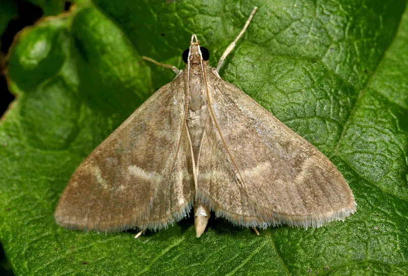 Crambidae - Ecpyrrhorrhoe diffusalis